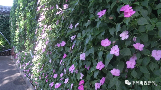 邯鄲電視新聞：我市首例“墻上花園”亮相叢臺公園 (2).jpg
