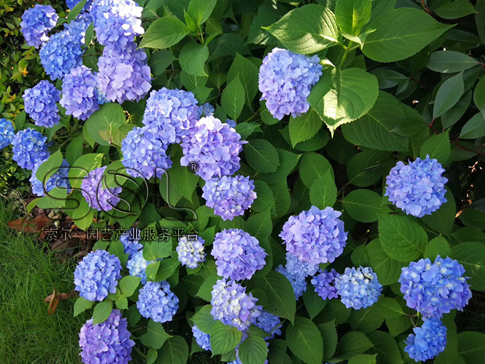 21索爾屋頂花園 (3).jpg